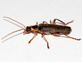 Cantharis nigricans